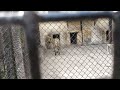 Royal Bengal Tiger | Kolkata Zoo | Zoological Garden | Alipore #viral #video #kolkata #zoo #tiger