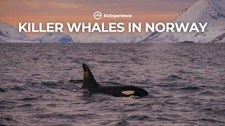 Northern Lights in Norway by Sailboat | Killer Whales and Fjords
