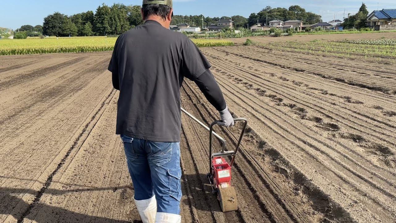 人参の種を1時間で3万粒まきました　便利な種まきごんべえ機　21/8/21