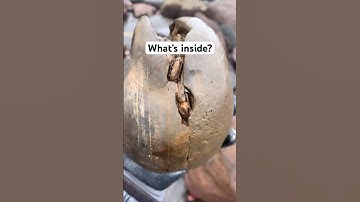 Nodule Full of Fossils Cracked Open