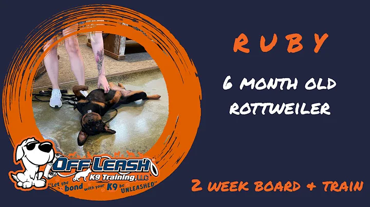 6 Month Old Rottweiler | Best Rottie Dog Training | Off Leash K9 | Board & Train | Oklahoma