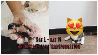 Munchkin kitten grow 0 - 90 days | Perkembangan anak kucing munchkin dari lahir sampai usia 90 hari