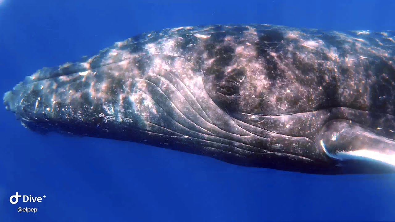 Ballenas Cantando !!!  -  Singing Whale !!!