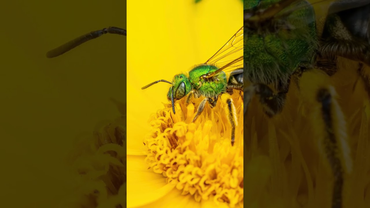 10 Different Types of Bees
