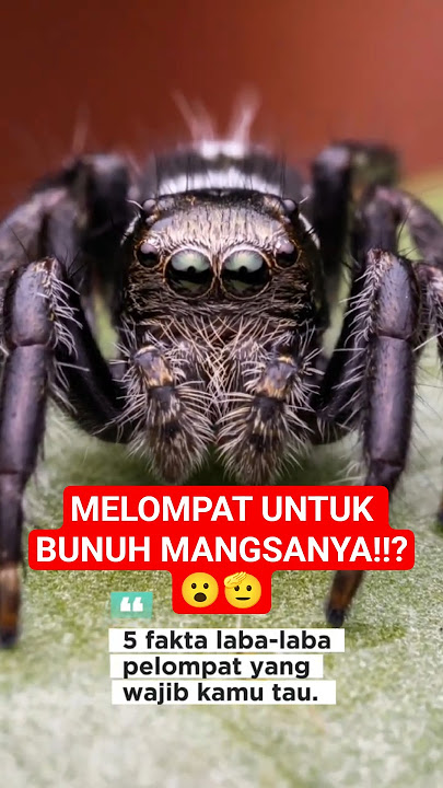 Cerdas😨 Laba-laba Kecil Ini Ternyata Pembunuh😱🕷️” #laba-laba #faktalabalaba #labalaba #serangga