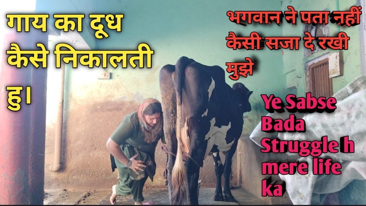 भगवान ने पता नहीं कैसी सजा दे रखी हैं मुझे|| ये sabse बड़ा स्ट्रगल हैं मेरी लाइफ का|| Cows milking 