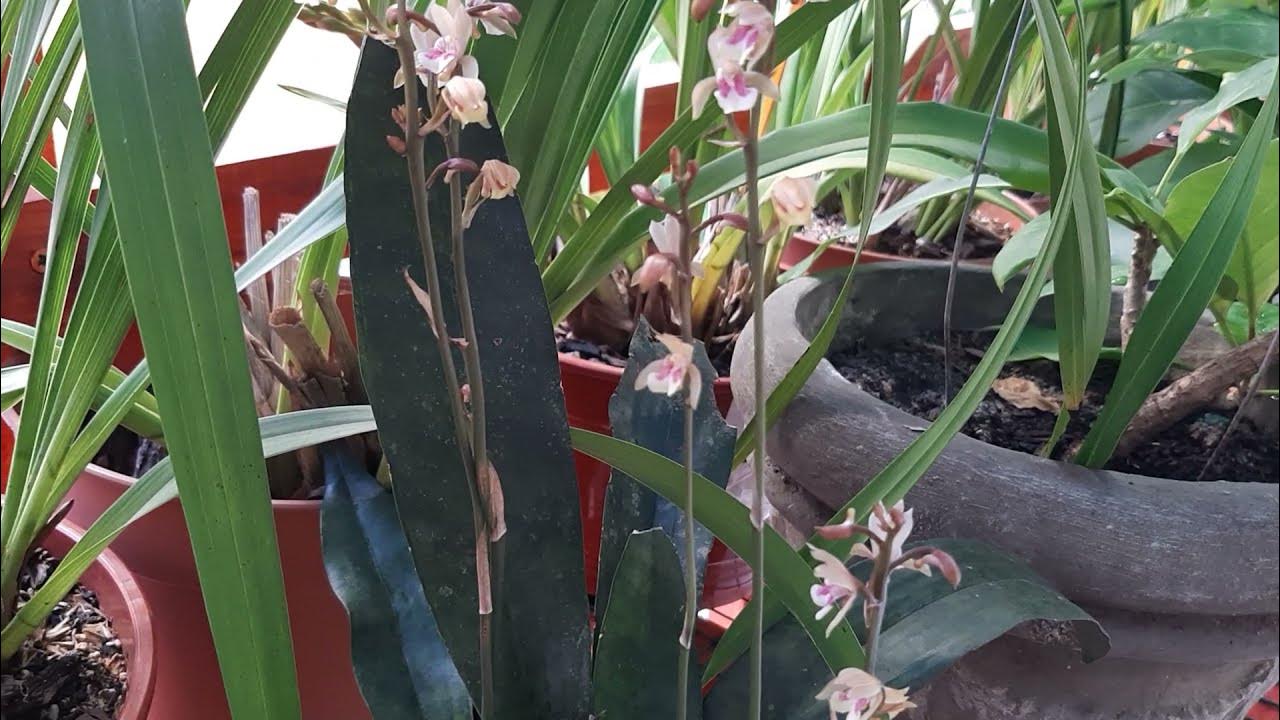 CÓMO ES LA ORQUÍDEA TERRESTRE OECEOCLADES MACULATA Ú ORQUÍDEA MANCHADA  AFRICANA EN PLENA FLORACIÓN - thptnganamst.edu.vn