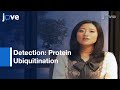 Detection Of Protein Ubiquitination-Preview