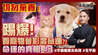 (CC中字) 命運的真相3：切勿棄養！踢爆養寵物會影響命運的偽理論！ #命運的真相 #寵物 #八字  《李應聰風水命理》 EP119 20220303
