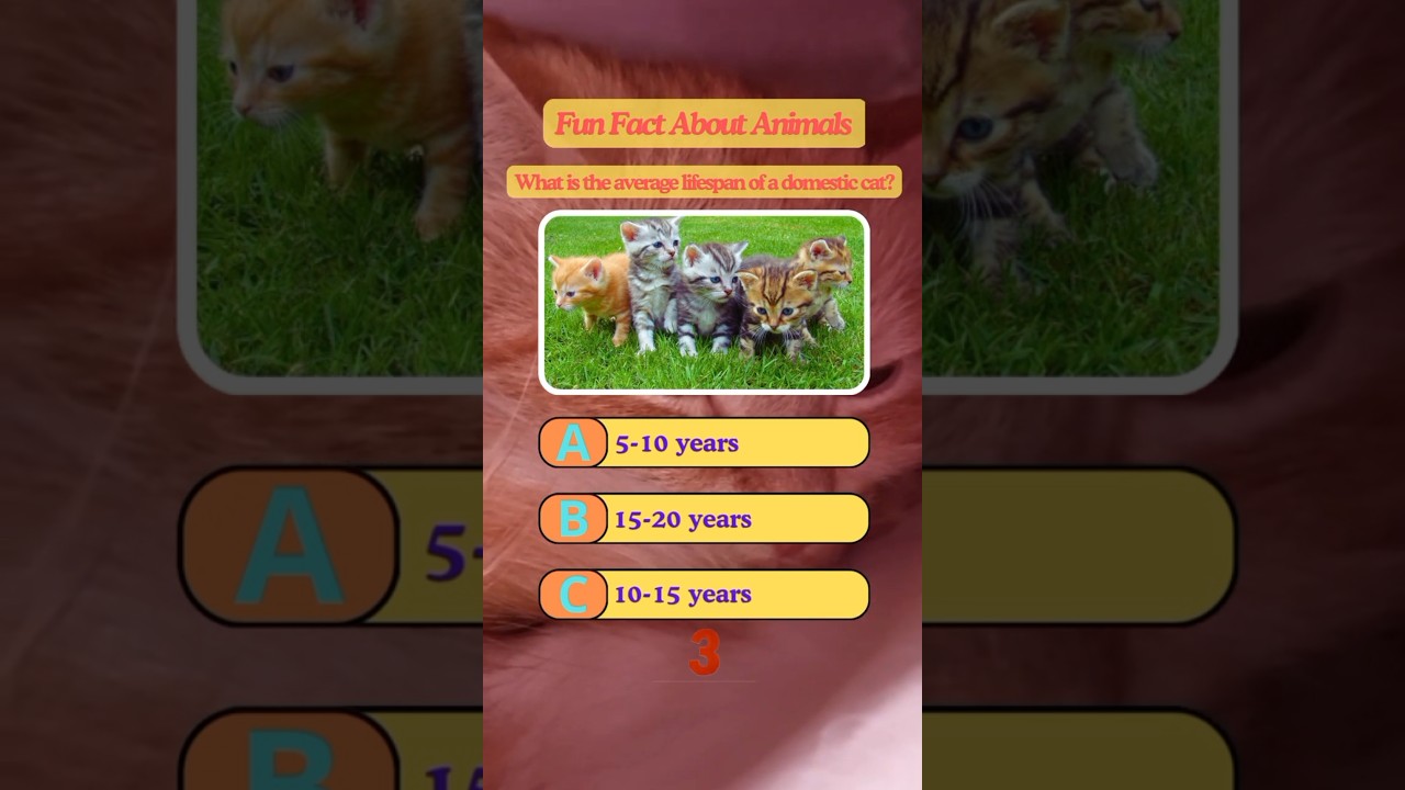 Learn About the Lifespan of Domestic Cats