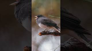 💧Birdwatching and photography on a rainy autumn day🍁🍂 #birds #birdwatching #autumn #rain #shorts