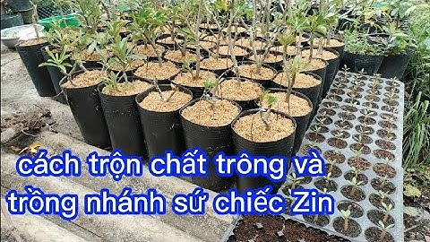 cách trộn chất trồng và trồng nhánh sứ chiếc zin (p2)@UCTHUBonsaiCanTho