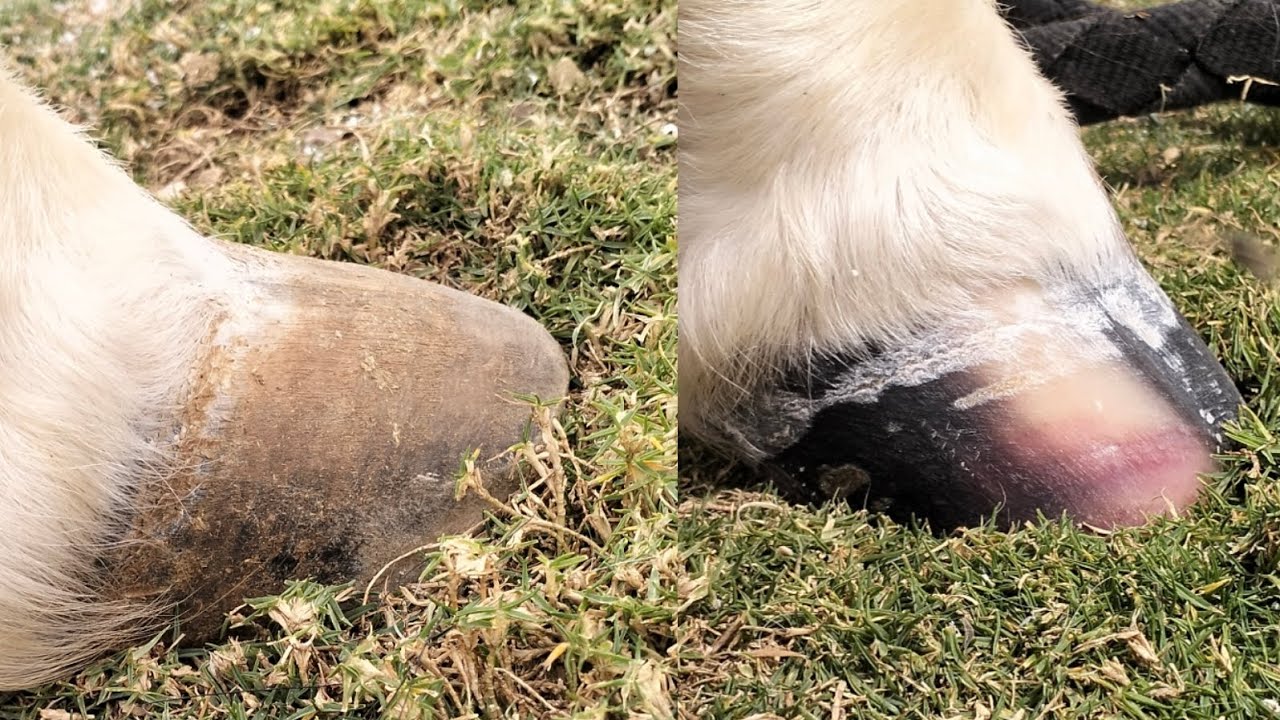 Horse hoof trimming #horse #horsecare #highlights 