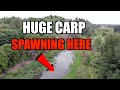 Crazy Carp Spawning Activity !