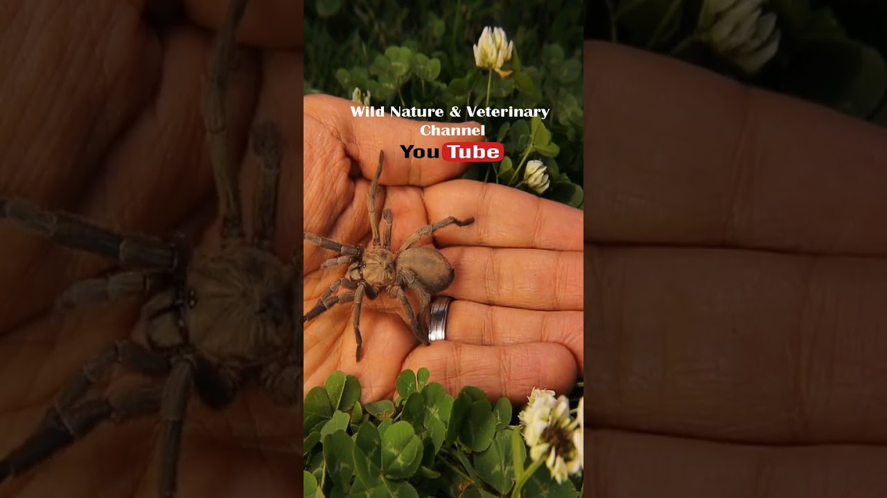 Tarantula. Exotic vet trying to hold tarantula. Holding big spider, it's not dangerous