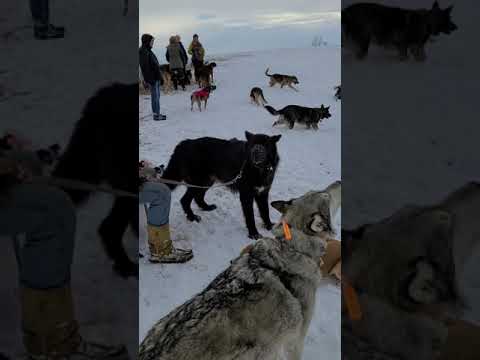 WOLVES & HUSKIES