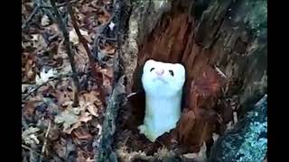 Homyachek V Penke Glupoe