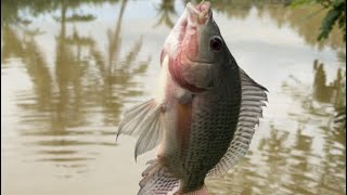 AKHIRNYA IKAN NILA DAGU MERAHNYA KENA LAGI !! Kompilasi video mancing EGI MZ