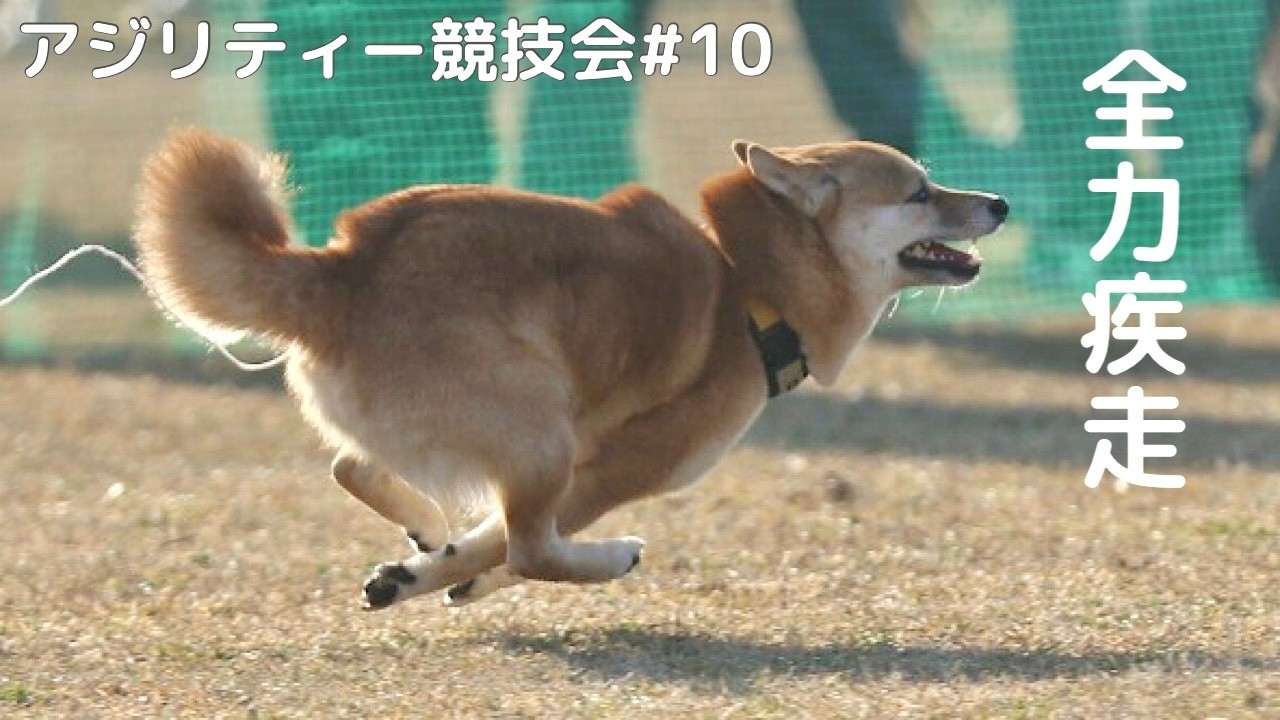 【アジリティー競技会前編】豆柴姉妹の競技会1日目が波乱すぎました…