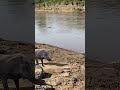 Pumbaa Vs Crocodile Warthog Pumba Kasongo Wildlife Safari Masaimaranationalpark Pumbaa Vs Crocodile Warthog Pumba Kasongo Wildlife Safari Masaimaranationalpark