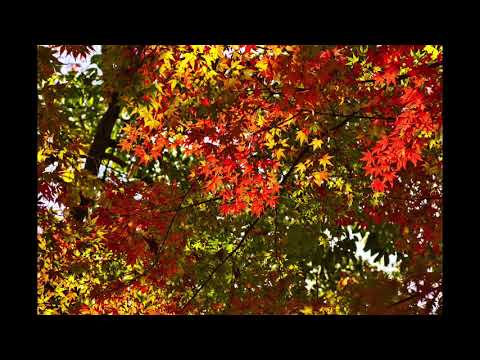 感激を求めて　赤塚公園の紅葉　12月1日  茨城県つくば市