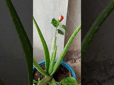Growing hibiscus flowers