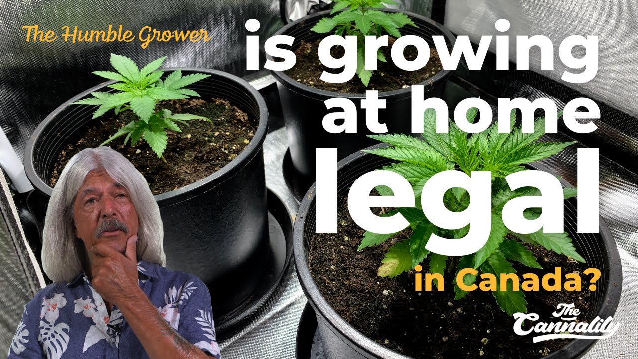 🏠 Before you grow weed at home WATCH THIS 🌿