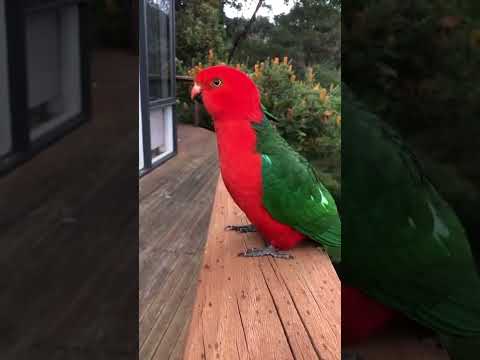 wow red parrot 🦜🦜🦜🦜 nice video 👍👍👍👍