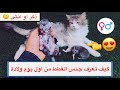 كيف نفرق بين الذكر 🙋🏻‍♂️ و الانثى 🙋🏻‍♀️ في القطط الصغيره و الكبيره ؟ / Mohamed Vlog