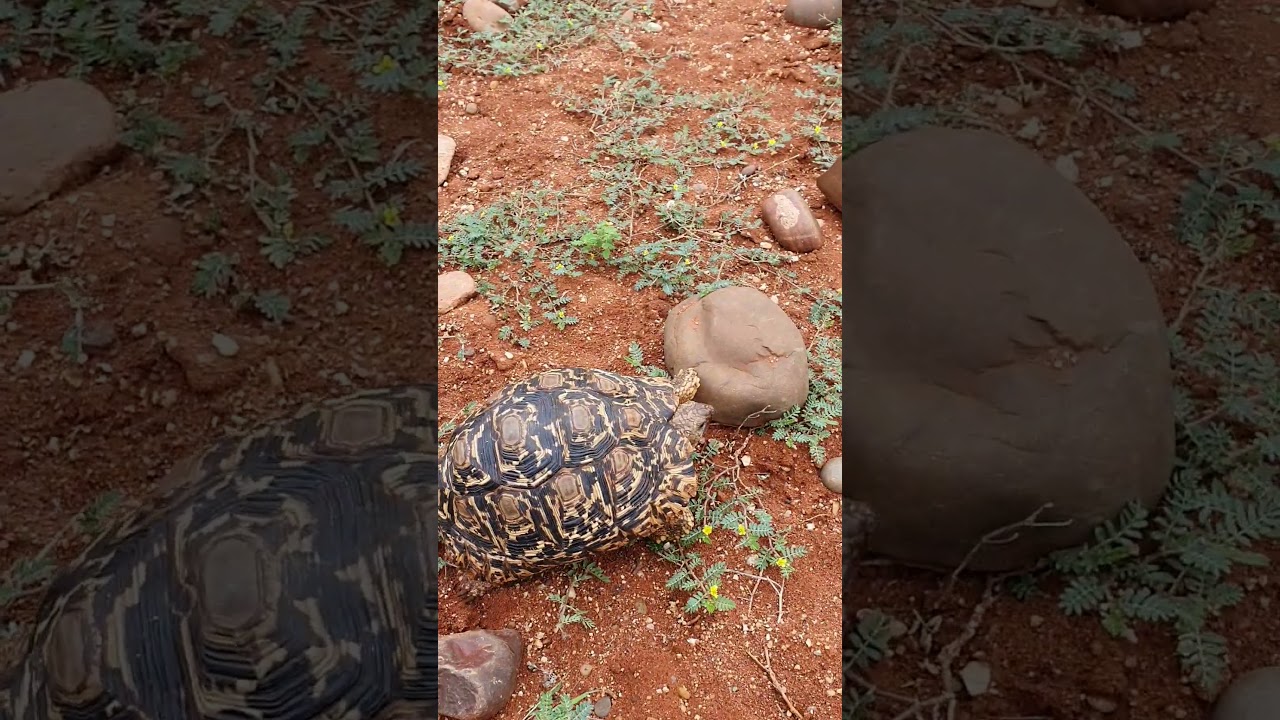 Tortoise having his afternoon run. 
