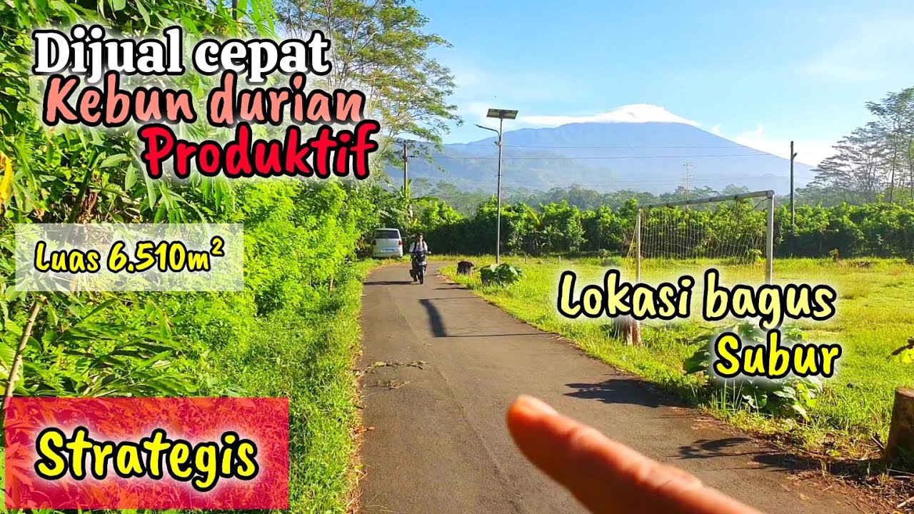 DIJUAL‼️Kebun durian Bawor dan monthong strategis,datar,bagus,subur dan sudah produktif