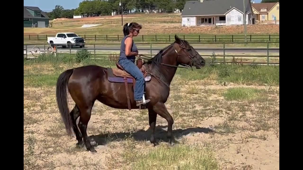 Moonshine Bowie Horse sale 7/2/22 YouTube
