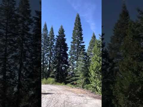 Tribute to the Trees