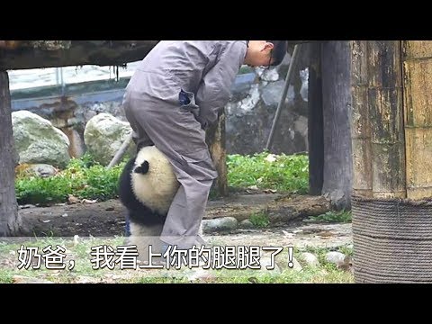 《熊貓早晚安》奶爸，我看上你的腿腿了~ | iPanda