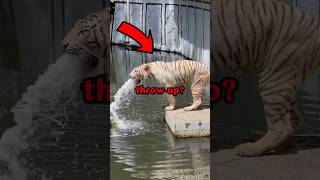 SICK TIGER RESCUE! #animals #animalrescue #animalstories #cute #animals #cuteanimals #tiger