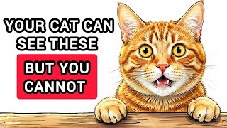 Your Cat Sees These 8 Things… But You Never Will