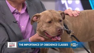 Mike Morse Law Firm supports resources for pet owners (sponsored)