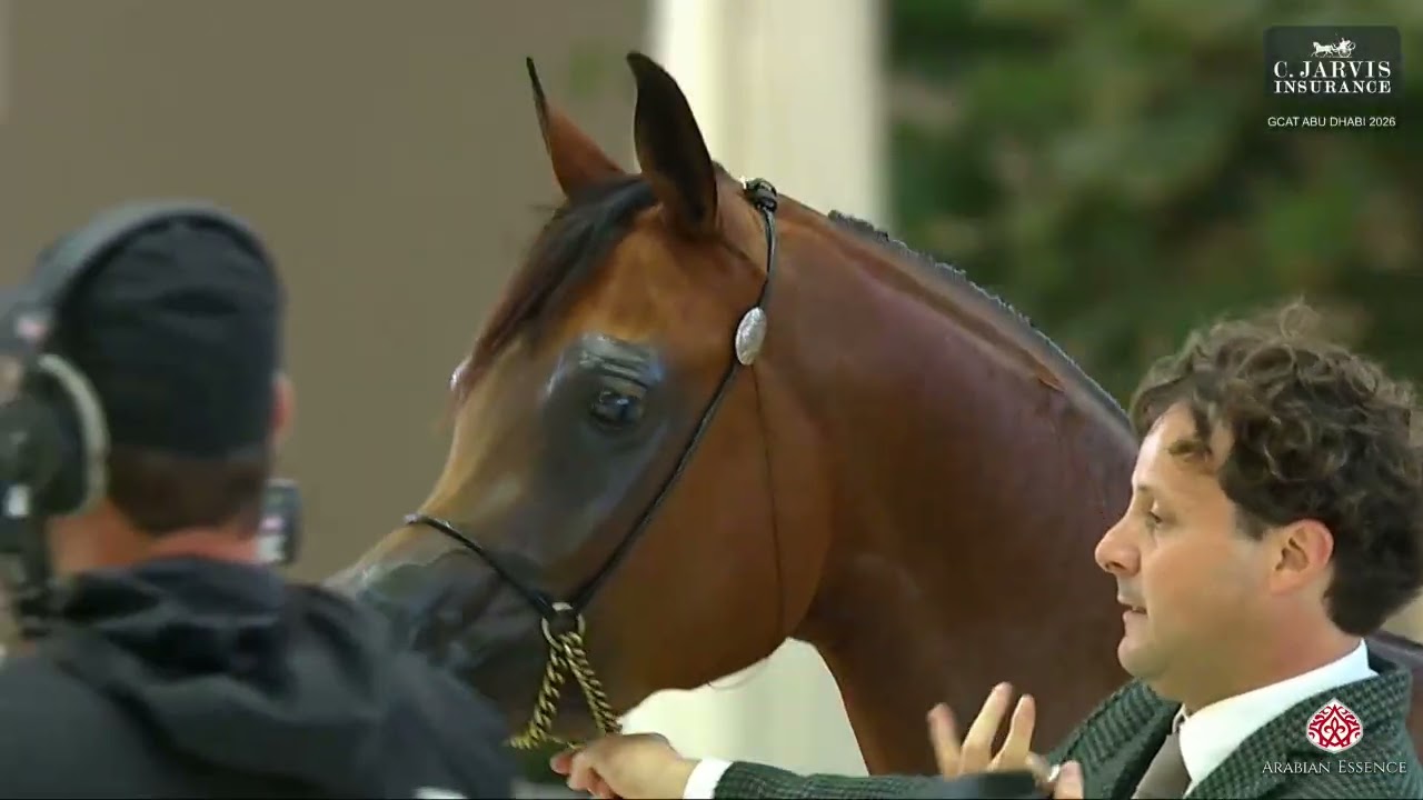 N.82 AL ARYAM HARBAH - GCAT Abu Dhabi 2026 - Junior Fillies - Section B (Class 2B)