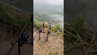 Im Frühjahr glühen die Bremsen💯🤩 #carprun #carpfishing #fullrun