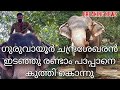        guruvayur chandrasekharan elephant attack