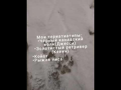 🐾🐺Териантропия💚 🤎 - YouTube