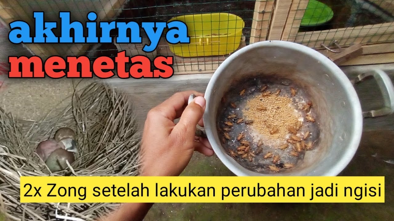 Satu PERUBAHAN bikin telur ZONG jadi NGISI
