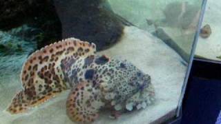 Orange Leopard Toadfish feeding .AVI Orange Toadfish Feeding