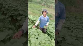Tutorial sayuran kenip korea