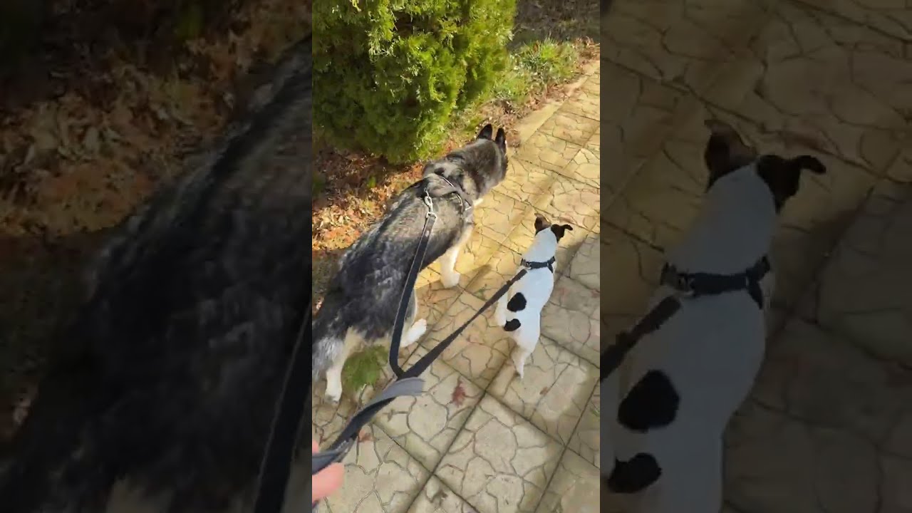 Dogwalk on Sunny Beach, sunny morning