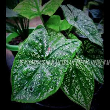 TETAP DISINI TRI SUAKA COVER BY ALAN IMONG FOR STORY LINE WHATSAPP ( LAGU GALAU )