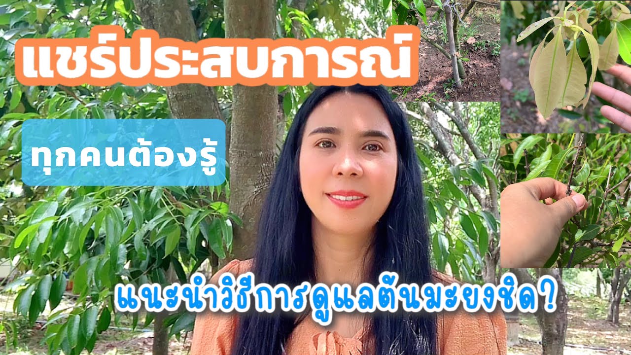 ปลูกมะยงชิดยังไงให้โตเร็ว แชร์ประสบการณ์ที่สวนค่ะ ต้นแต่ละปีปลูกแล้วสูงแค่ไหน?