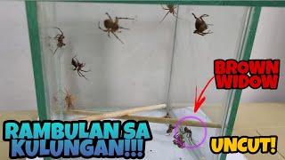 Derby G sa enclosure ng brown widow spider! Anong pwedeng mangyari??? uncut | Spider Fight