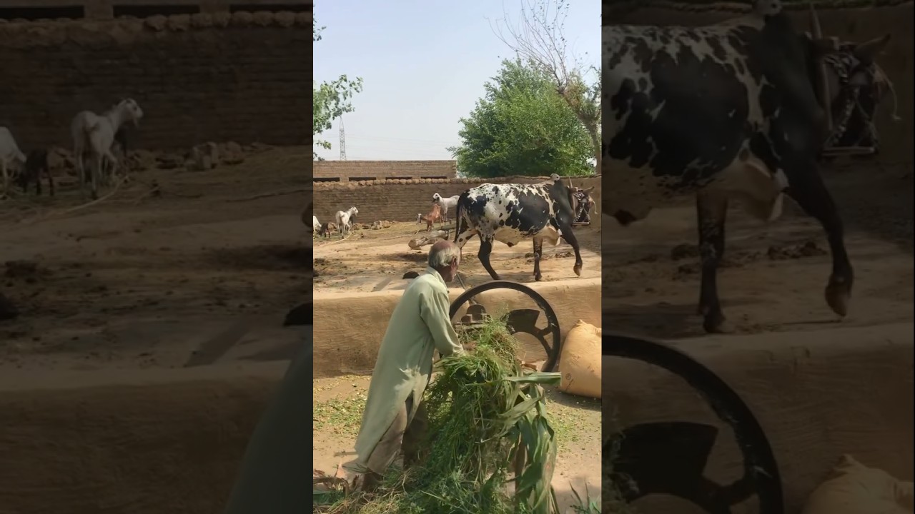 vah vah bakri raunak pinda di