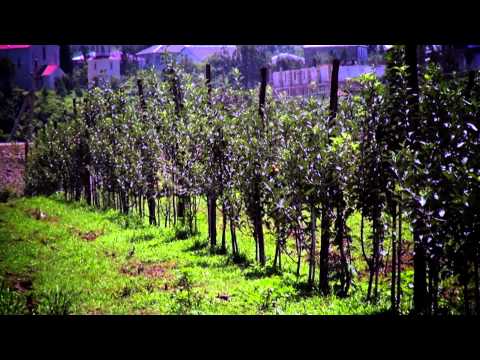 აგრო რჩევები (ანონსი)